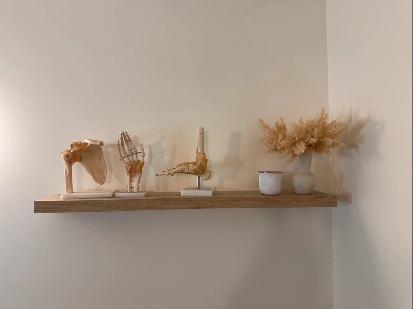 Joint models of the shoulder, hand and foot on a timber shelf